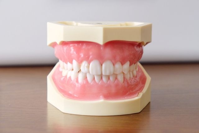 机に置かれた歯の模型